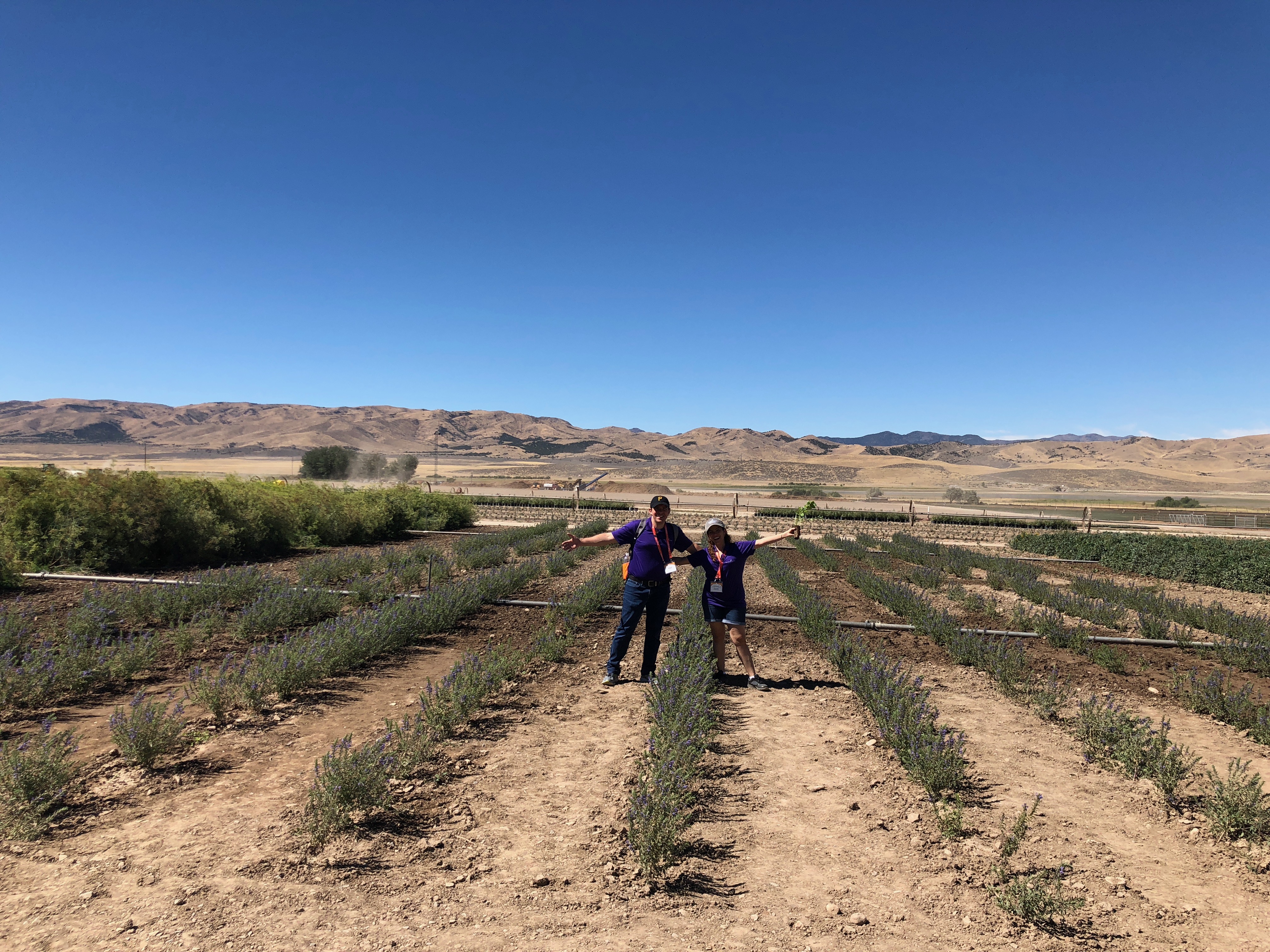 Young Living's Lavender and Clary Sage Fields in Utah. Young Living Essential Oils farm.